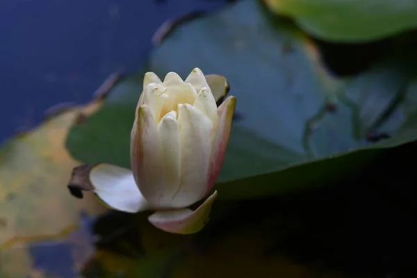 Lotusblume Teich — Stockfoto