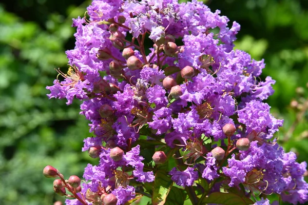 Piękne Fioletowe Kwiaty Ogrodzie — Zdjęcie stockowe
