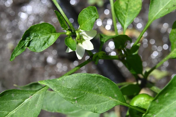 Primer Plano Increíbles Flores Blancas Que Crecen Aire Libre —  Fotos de Stock