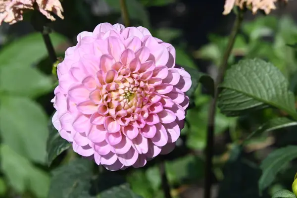 stock image beautiful pink flowers in the garden