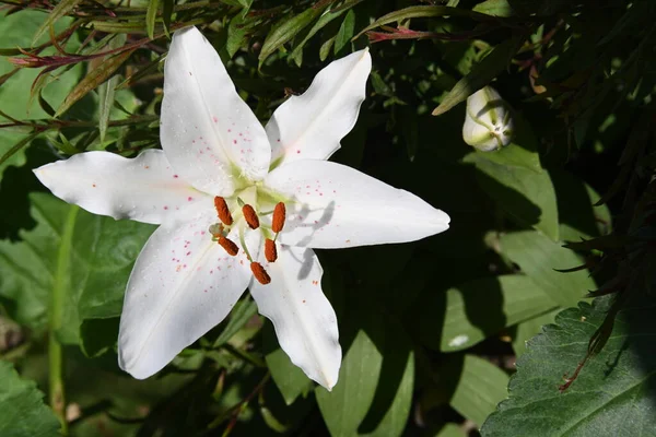 Krásná Bílá Lilie Květina Zahradě — Stock fotografie