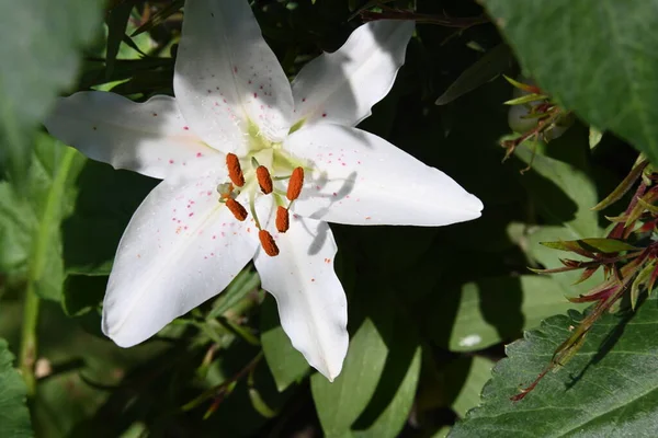 Gyönyörű Fehér Liliom Virág Kertben — Stock Fotó