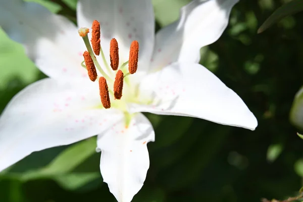 Όμορφο Λευκό Λουλούδι Κρίνο Στον Κήπο — Φωτογραφία Αρχείου