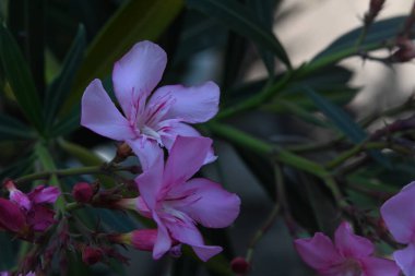 Bahçedeki güzel pembe çiçeklerin yakın görüntüsü