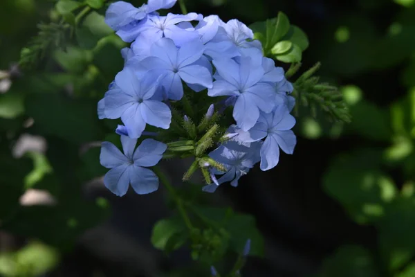 Hermosas Flores Azules Jardín —  Fotos de Stock