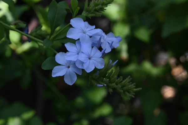 Belles Fleurs Bleues Dans Jardin — Photo