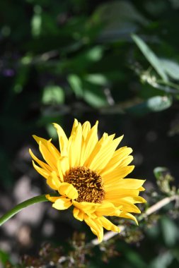 Bahçedeki parlak sarı çiçekler