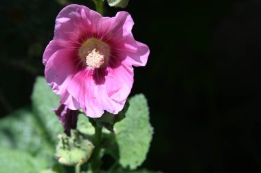 close up view of beautiful pink flowers in the garden