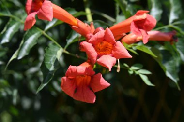 Bahçedeki güzel kırmızı çiçekler