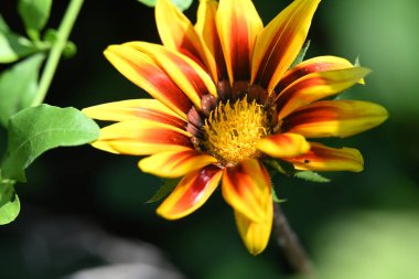 Bahçedeki parlak sarı çiçekler