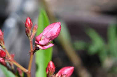 close up view of beautiful pink flowers in the garden