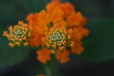 Güzel botanik çekimi, doğal duvar kağıdı, çiçekler.