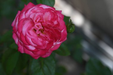 Bahçede güzel pembe bir gül.