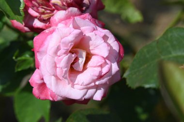 Bahçede güzel pembe bir gül.