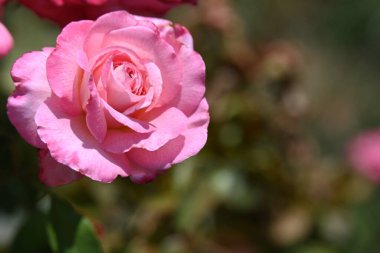 Bahçede güzel pembe bir gül.