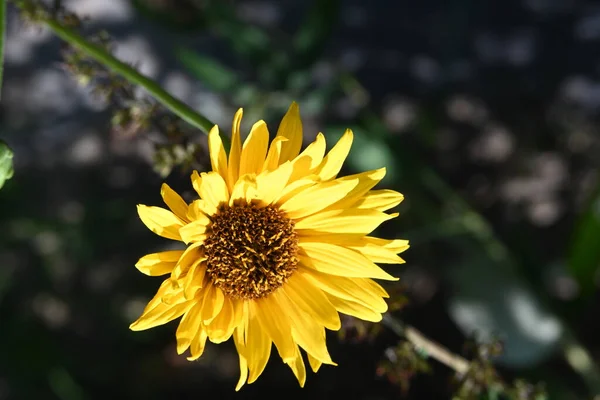 Flores Color Amarillo Brillante Jardín —  Fotos de Stock