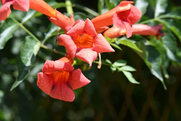 Stock image beautiful red flowers in the garden