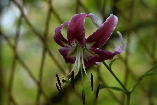 Krásné Lilie Květiny Rostoucí Zahradě Letní Slunečný Den — Stock fotografie