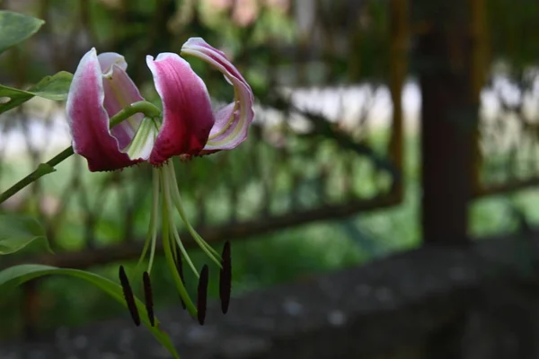Lindas Flores Lírio Crescendo Jardim Verão Dia Ensolarado — Fotografia de Stock