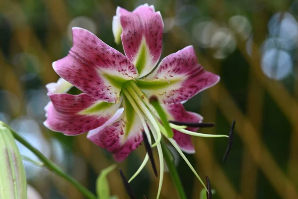 Belles Fleurs Lys Poussant Dans Jardin Journée Ensoleillée Été — Photo