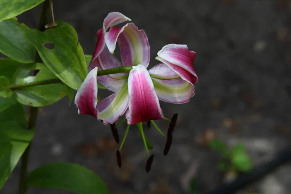 Красиві Квіти Лілії Ростуть Саду Літній Сонячний День — стокове фото