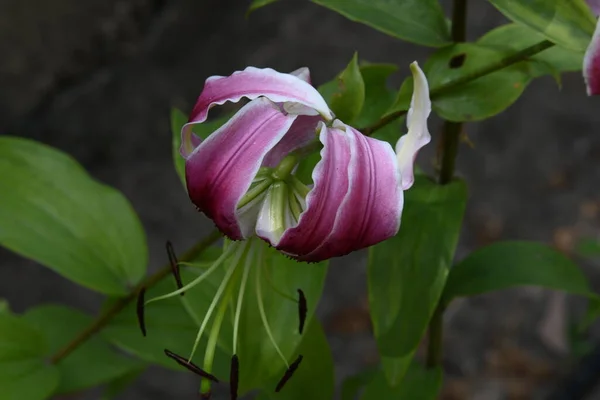 Krásné Lilie Květiny Rostoucí Zahradě Letní Slunečný Den — Stock fotografie