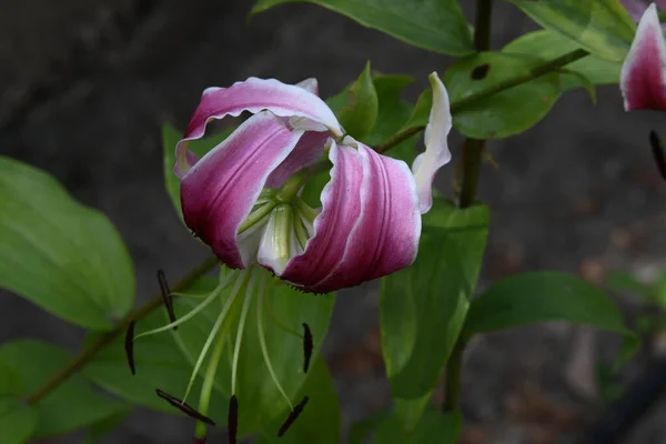 Όμορφα Λουλούδια Κρίνου Που Αναπτύσσονται Στον Κήπο Ηλιόλουστη Μέρα Του — Φωτογραφία Αρχείου