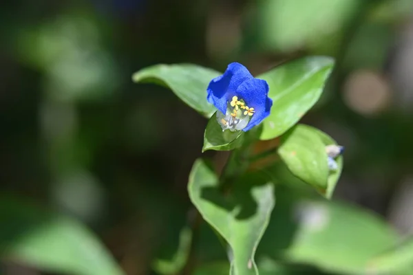Belles Fleurs Bleues Dans Jardin — Photo