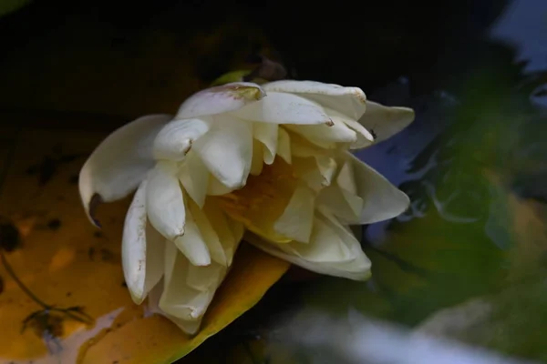 Flor Loto Estanque — Foto de Stock