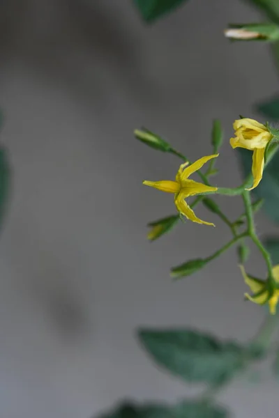 Las Flores Amarillas Con Las Hojas Verdes Las Plantas Tomate —  Fotos de Stock