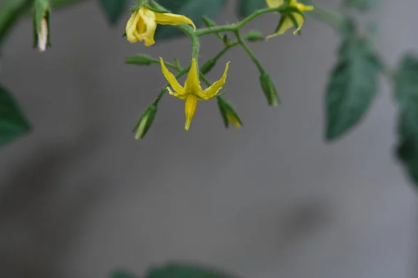 Żółte Kwiaty Zielonymi Liśćmi Pomidorów — Zdjęcie stockowe