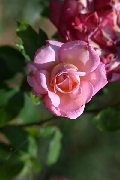 Vacker Rosa Ros Trädgården — Stockfoto