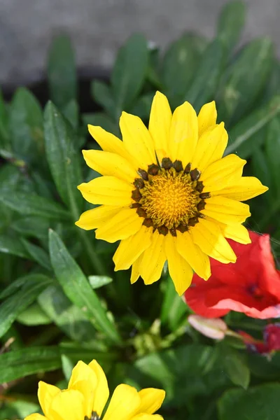 Flores Amarelas Brilhantes Jardim — Fotografia de Stock