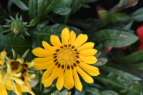 Flores Color Amarillo Brillante Jardín — Foto de Stock