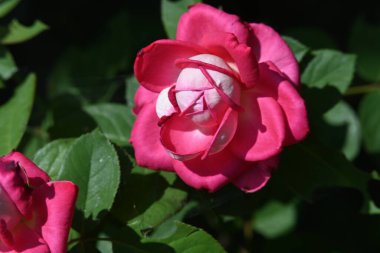 Bahçede güzel pembe bir gül.