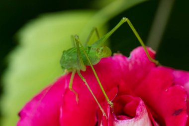 closeup view of spider on flower 