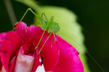 closeup view of spider on flower 