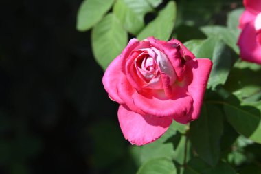 Bahçede güzel pembe bir gül.