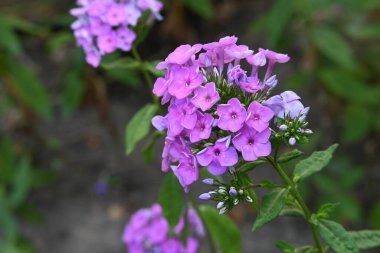 Bahçedeki güzel pembe çiçeklerin yakın görüntüsü