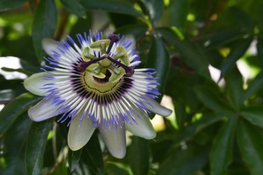 Bahçedeki güzel mor çiçekler