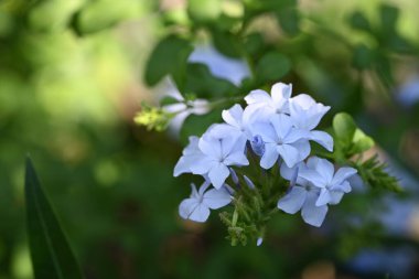 Bahçedeki güzel mavi çiçekler