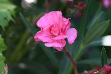 Bahçedeki güzel pembe çiçekler