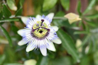 Bahçedeki güzel mor çiçekler