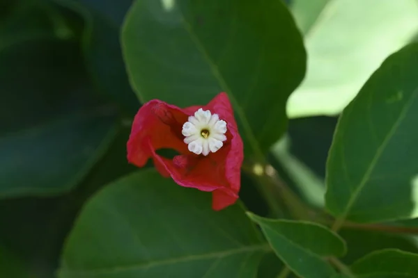 Hermosas Flores Rojas Jardín —  Fotos de Stock