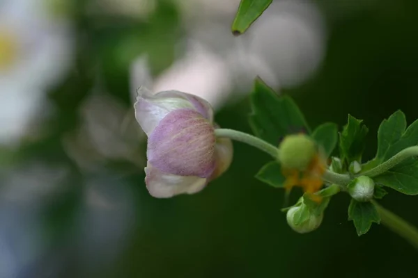 Gyönyörű Rózsaszín Virág Rügyek — Stock Fotó