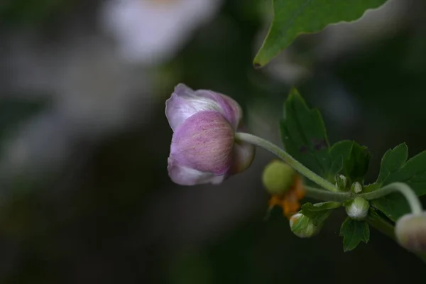 Gyönyörű Rózsaszín Virág Közelről — Stock Fotó