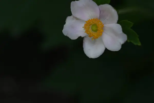 Güzel Beyaz Bir Çiçek Yakın Çekim — Stok fotoğraf