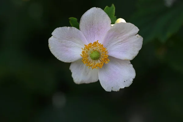 美しい白い花のクローズ アップ — ストック写真