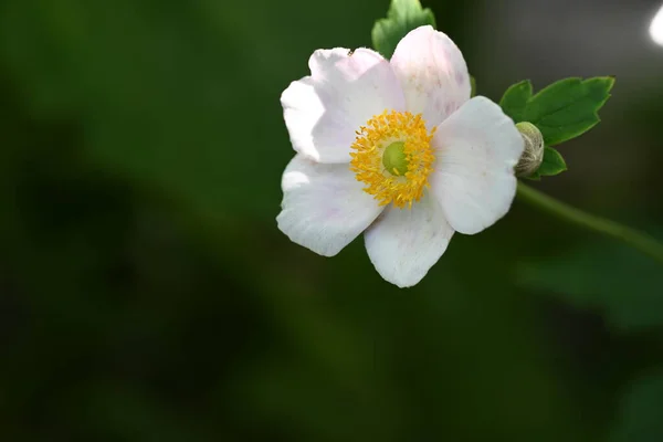 屋外で育つ素晴らしい白い花の終わり — ストック写真
