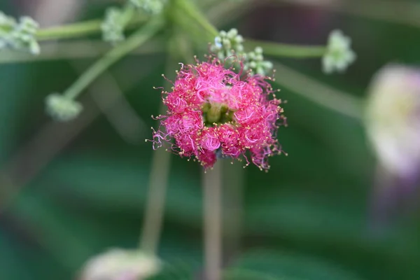 stock image beautiful pink flowers in the garden